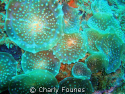 discs - is that soft coral? (more at cf29.com) by Charly Founes 